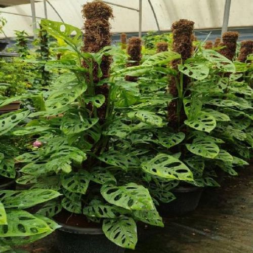 MOSTERA ADANSONII MONKEY LEAF V17 <br/> Piante Verdi da Interno