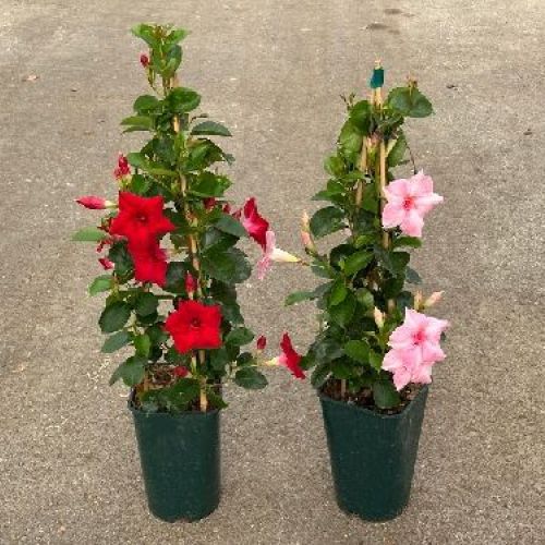 DIPLADENIA PIRAMIDE V17 H80 <br/> Piante Stagionali