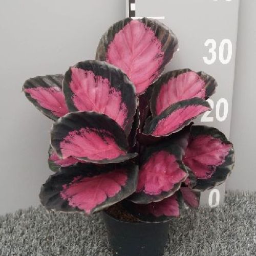 CALATHEA ROSEOPICTA CRIMSON V12 <br/> Piante Verdi da Interno