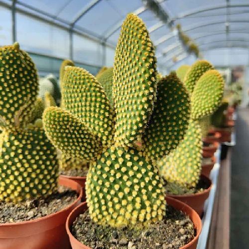 OPUNTIA MICRODASYS V15 COCCIO <br/> Piante Grasse
