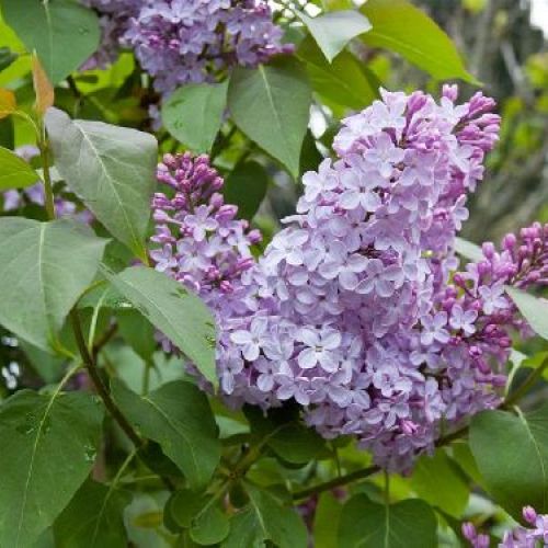 LILLA SYRINGA VULGARIS PRINCE WOLKONSKI V17 <br/> Piante Fiorite da Giardino