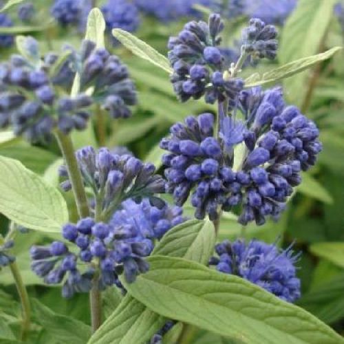 CARYOPTERIS CLANDONENSIS V19 <br/> Piante Fiorite da Giardino