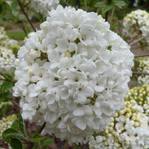 VIBURNUM ESKIMO V17 <br/> Arbusti