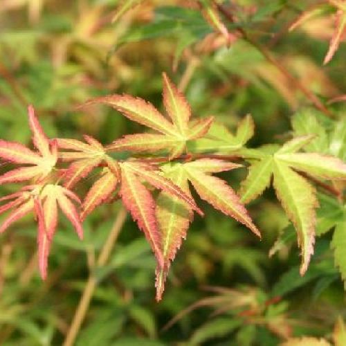 ACER PALMATUM WILSONS PINK DWARF V25 <br/> Arbusti