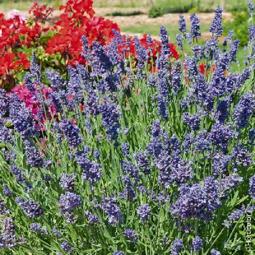 LAVANDA ANGUSTIFOLIA V14 <br/> Piante Aromatiche