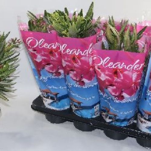 NERINUM OLEANDER V14 OLEANDRO <br/> Giardino Mediterraneo