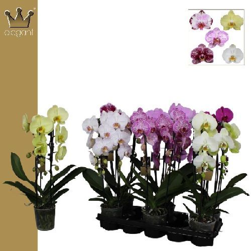 PHALAENOPSIS CASCATE 2 F V12 <br/> Piante Fiorite da Interno