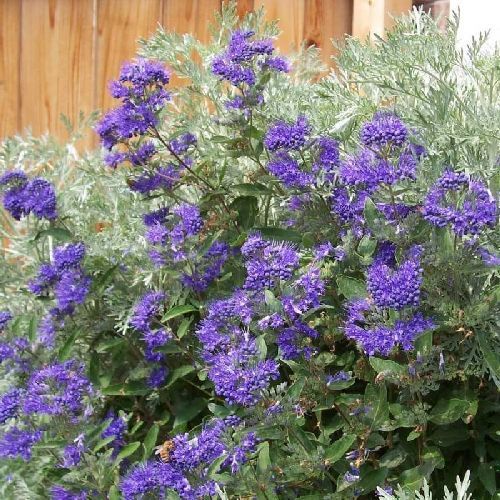 CARYOPTERIS CLANDONENSIS BLUE EMPIRE V25 <br/> Piante Fiorite da Giardino