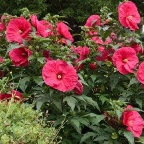 HIBISCUS MOSCHEUTOS SUMMER IN PARADISE V17 <br/> Piante Perenni ed Erbacee, Fiori Perenni