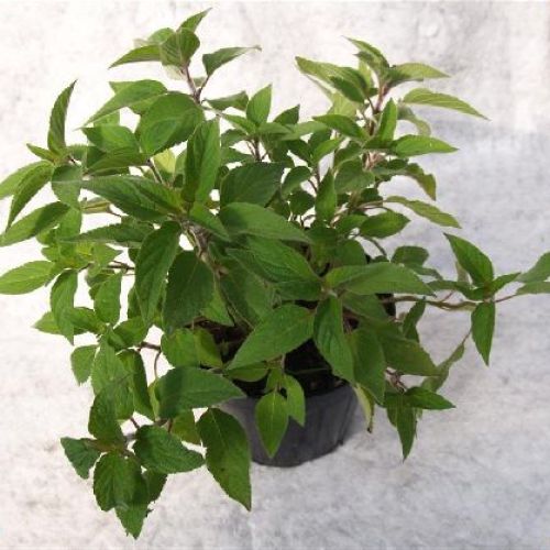 SALVIA ANANAS V.18 (SALVIA RUTILANS) <br/> Piante Aromatiche