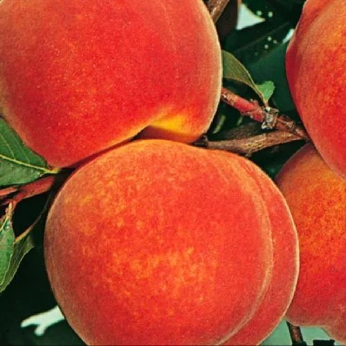 PRUNUS PERSICA FLAVOR CREST V24 PESCA GIALLA <br/> Piante e Alberi da Frutto