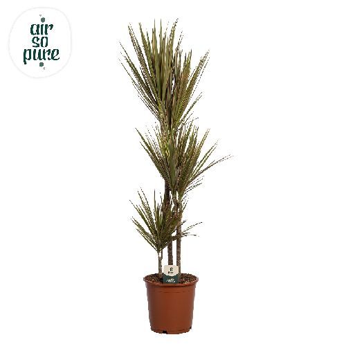 DRACENA MARGINATA BICOLOR 30-60-90 <br/> Piante Verdi da Interno