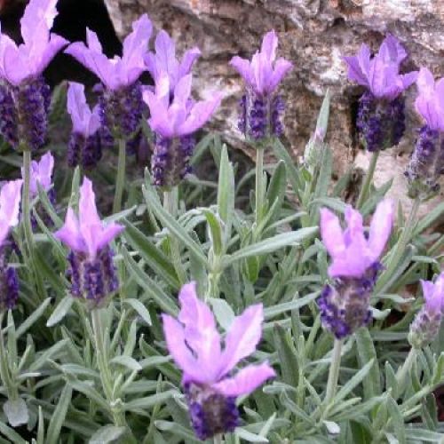 LAVANDULA STOECHAS V14 <br/> Piante Aromatiche