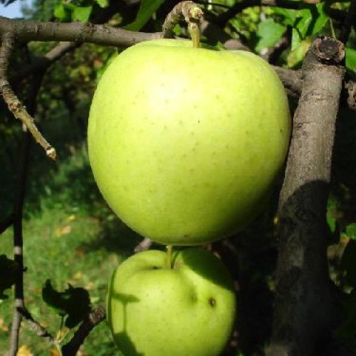 MALUS COMMUNIS SPUR GIALLO V24 MELA ANTICA <br/> Piante e Alberi da Frutto