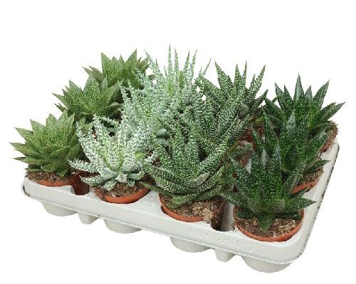 ALOE MIX V8,5 <br/> Piante Grasse