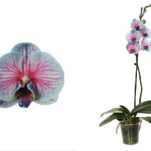 PHALAENOPSIS ROYAL V.12 <br/> Piante Fiorite da Interno