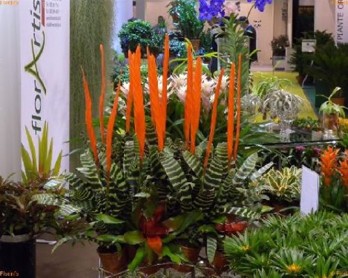 VRIESEA MIX V12 <br/> Piante Fiorite da Interno